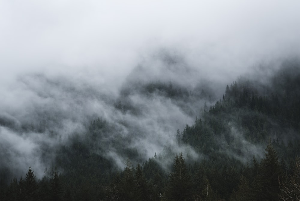 green pine trees