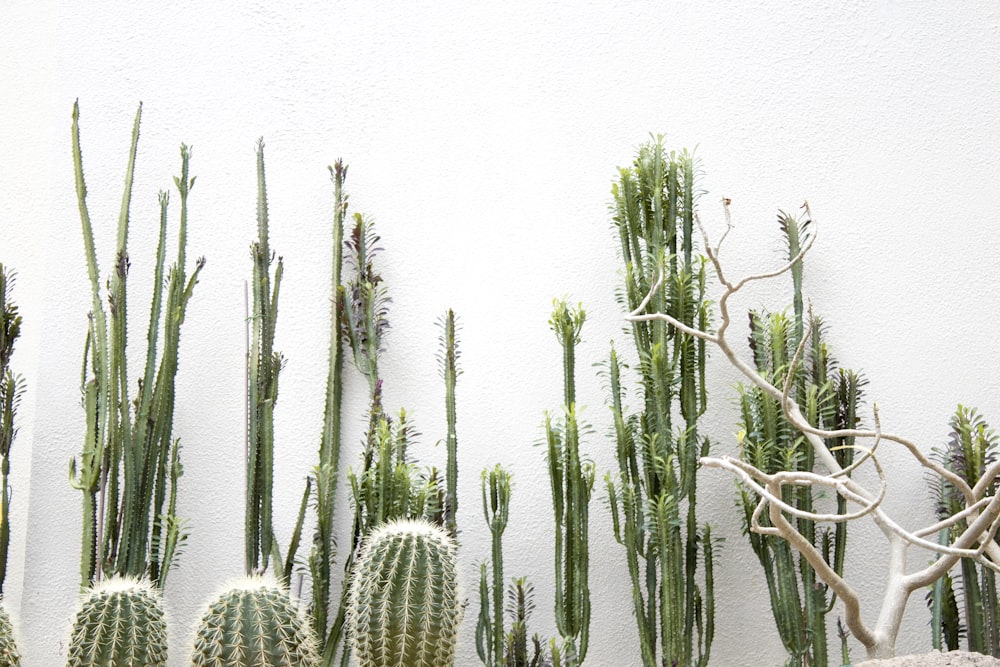 green cactus plants