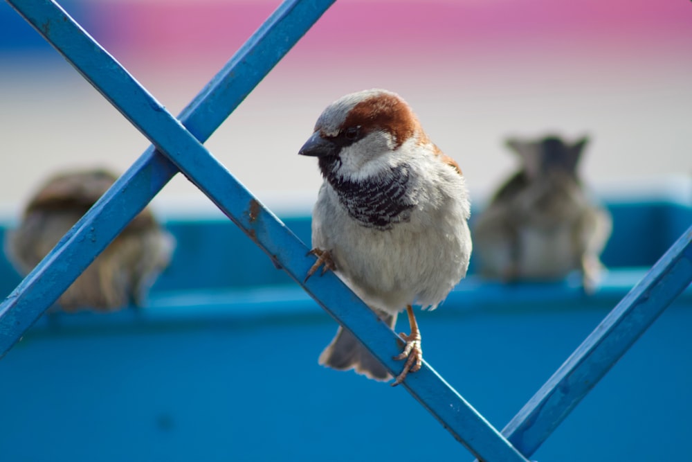 white bird perched on fence