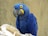 A vibrant blue parrot with striking yellow accents around its eyes and beak. It is perched on a light-colored branch against a plain, textured background. The bird's feathers appear sleek and well-groomed.