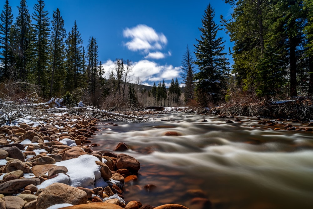 green pine trees beside river under blue sky during daytime