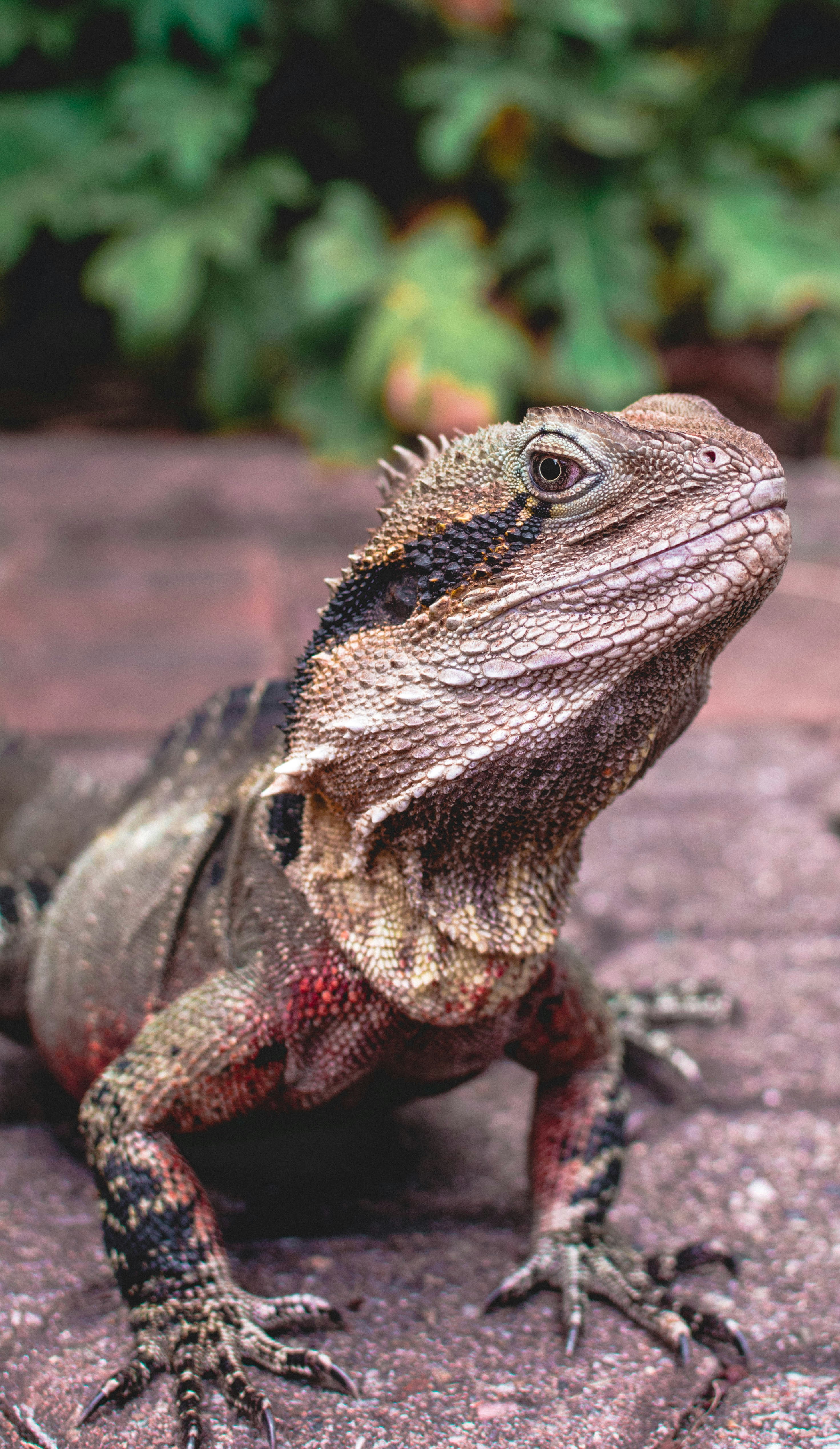 Photo of brown iguana photo – Free Animal Image on Unsplash