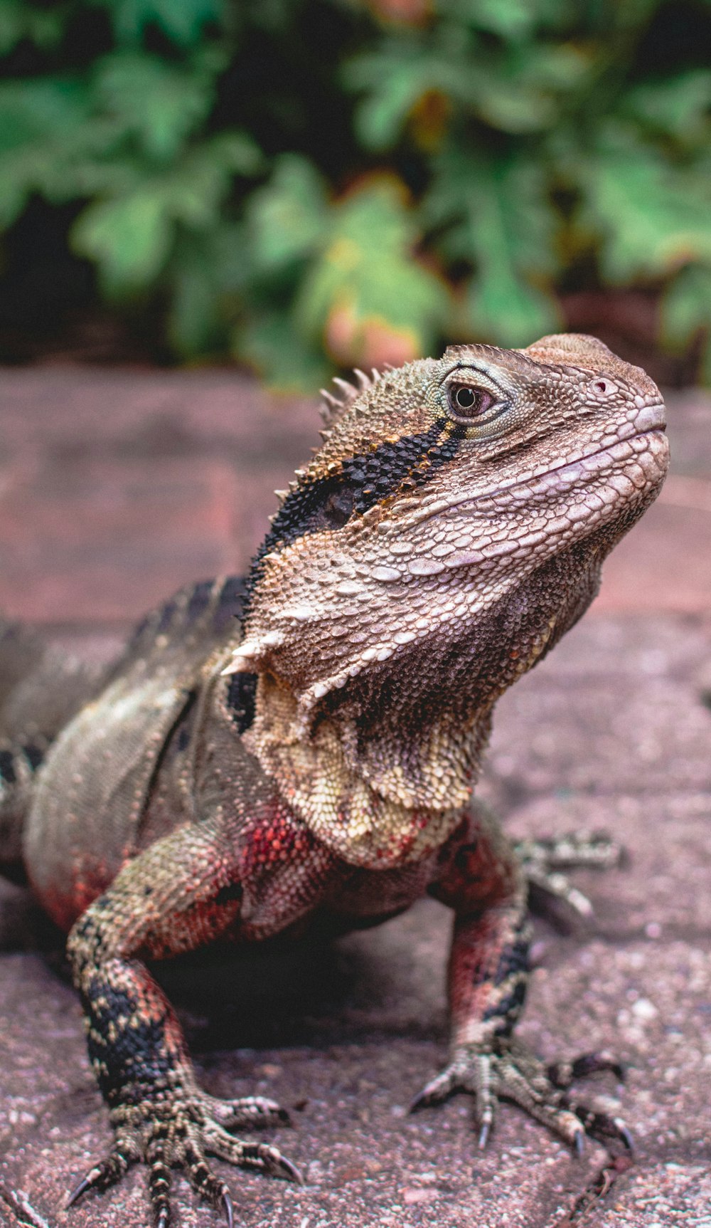 photo of brown iguana