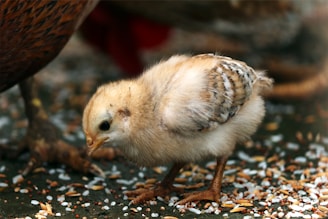 close-up photography of yellow chick eating rice