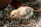 A fluffy yellow chick is pecking at scattered grains on the ground. The chick's soft downy feathers are a mix of pale yellow and brown, and it has a small beak and dark eyes. The background includes blurred out hints of another bird.