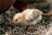 A fluffy yellow chick is pecking at scattered grains on the ground. The chick's soft downy feathers are a mix of pale yellow and brown, and it has a small beak and dark eyes. The background includes blurred out hints of another bird.