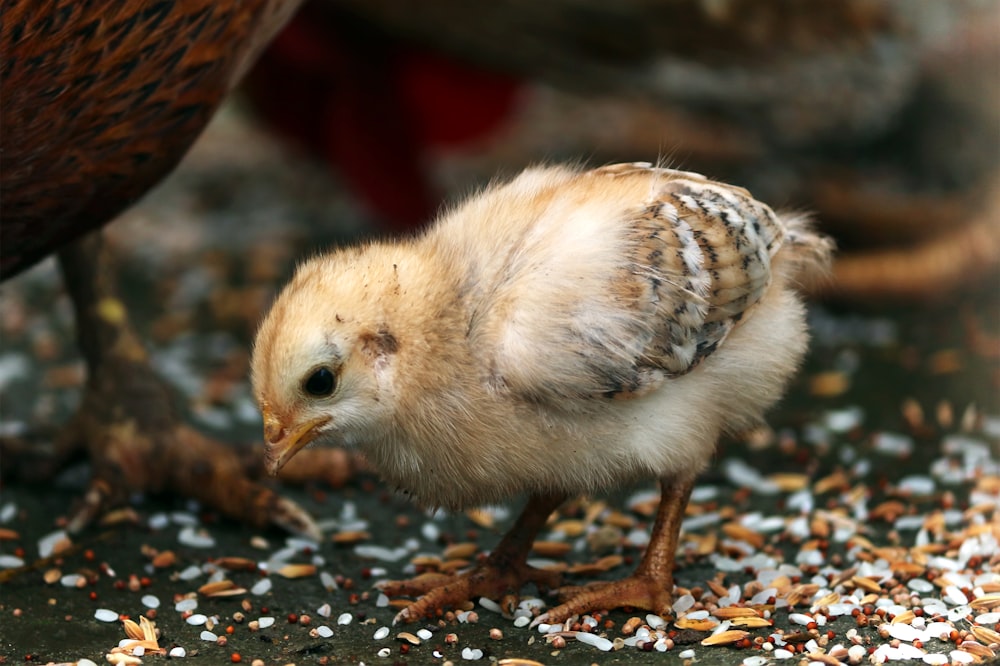 Fotografía de primer plano de pollito amarillo comiendo arroz