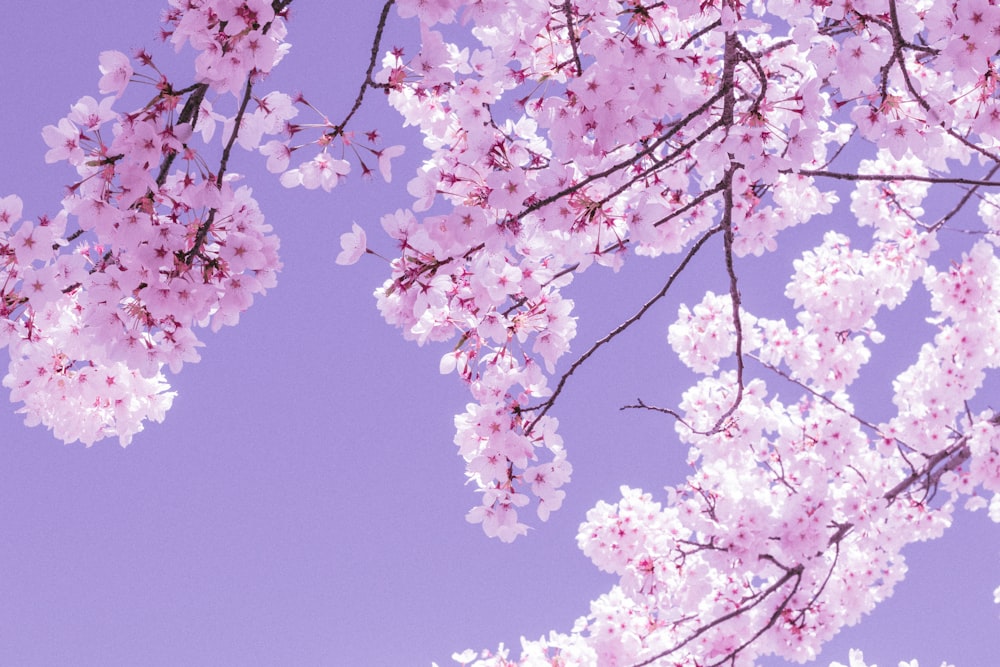 worms-eye-view of white cherry blossom