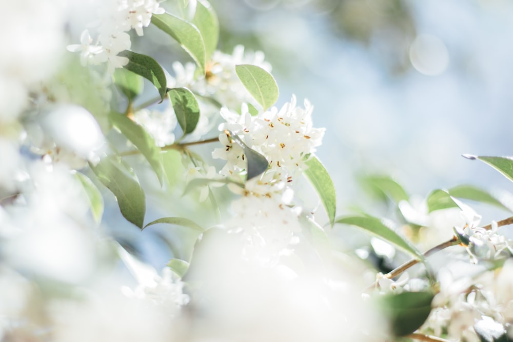 Fotografia de foco seletivo de árvore de flor branca em flor