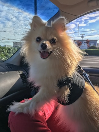 A fluffy, cream-colored Pomeranian dog is sitting inside a car, looking cheerful with its mouth open. The dog is wearing a black harness and is sitting on a person's lap, visible due to a bright red garment. The background shows car windows with a clear, blue sky and some greenery outside.