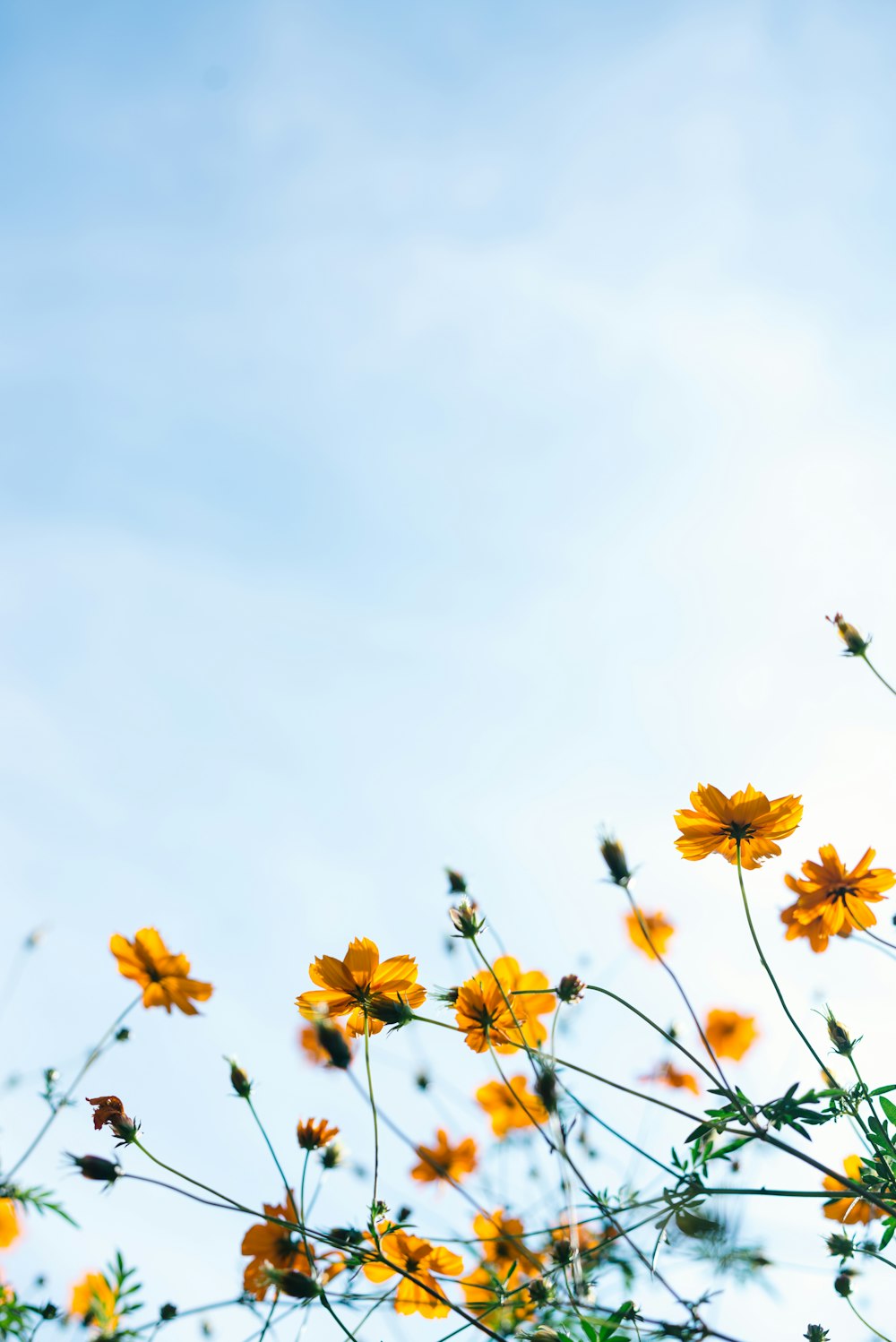 close shot of yellow flowers