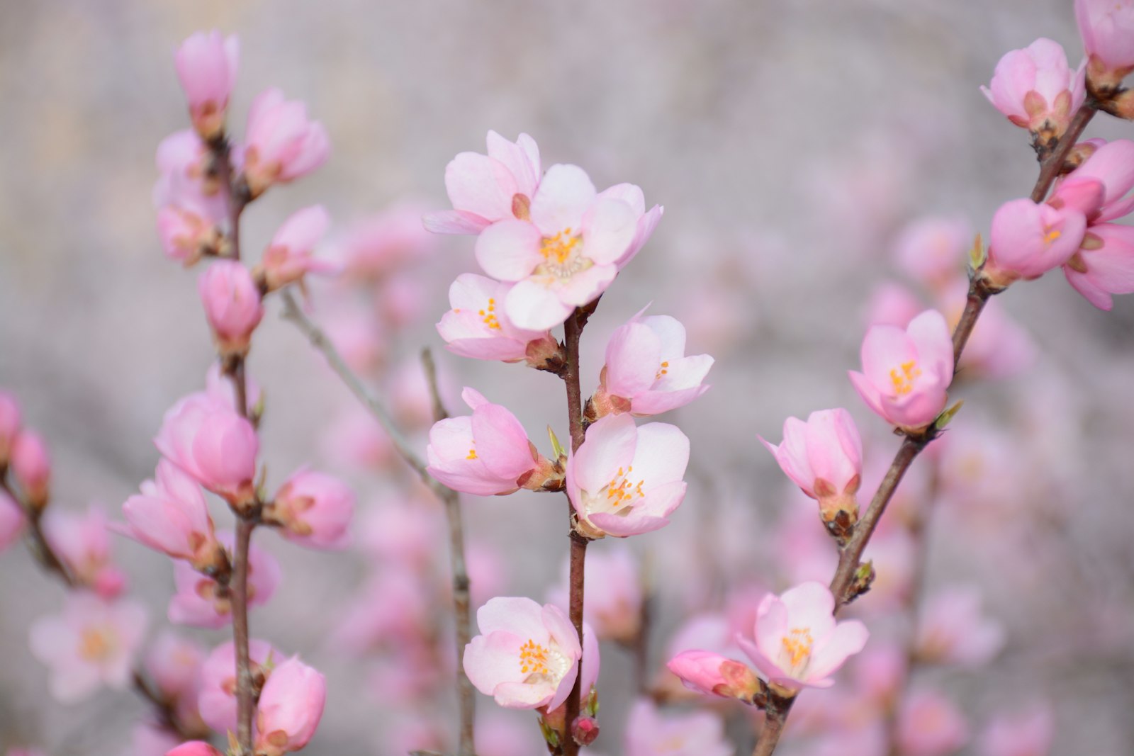 Nikon AF-S DX Nikkor 18-140mm F3.5-5.6G ED VR sample photo. Pink flowers photography