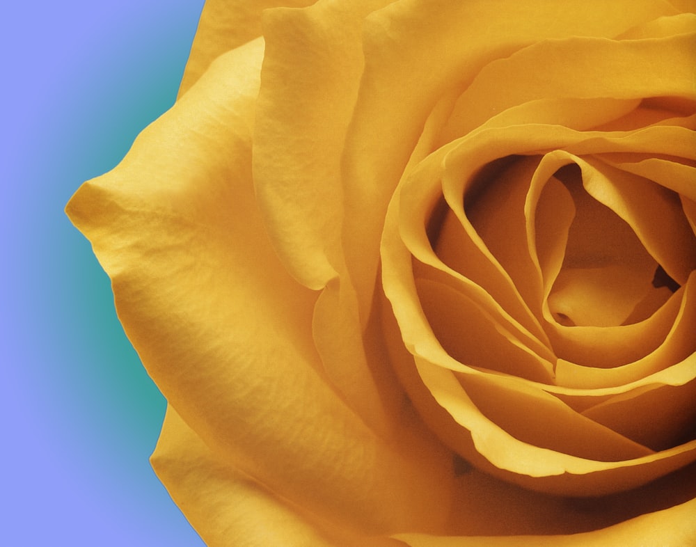 closeup photo of yellow rose flower