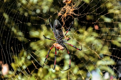 Image showing a large deadly spider found and eliminated in a Sydney industrial site