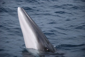 gray whale