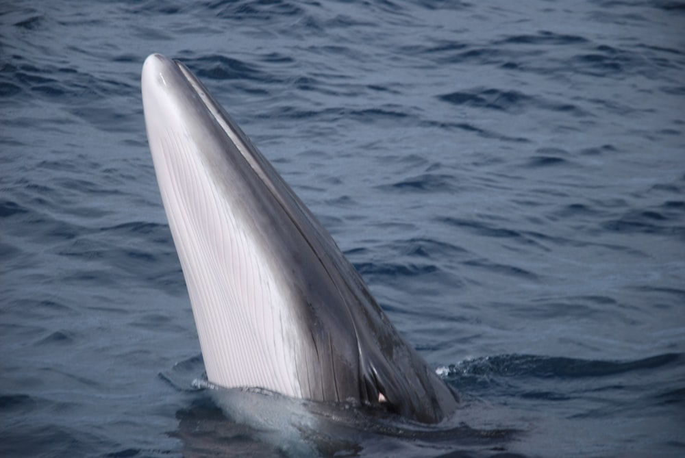 gray whale