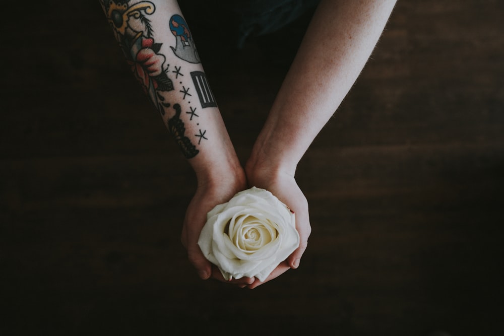person holding white rose
