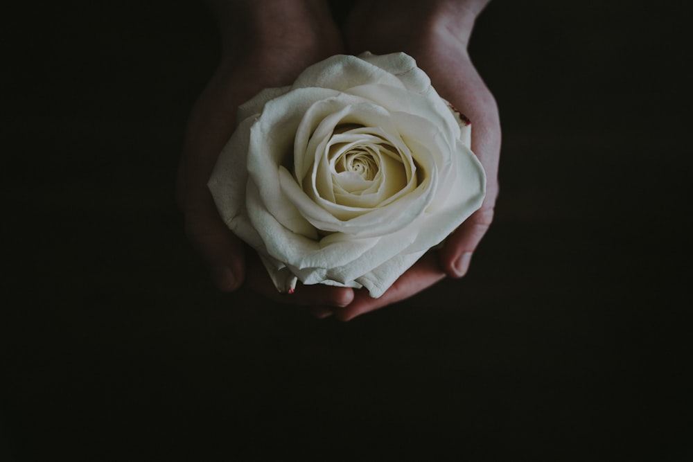 beige rose flower in person's palms