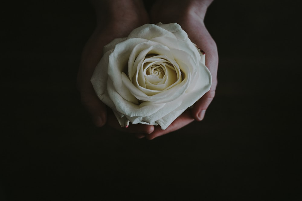 人の手のひらに咲くベージュのバラの花