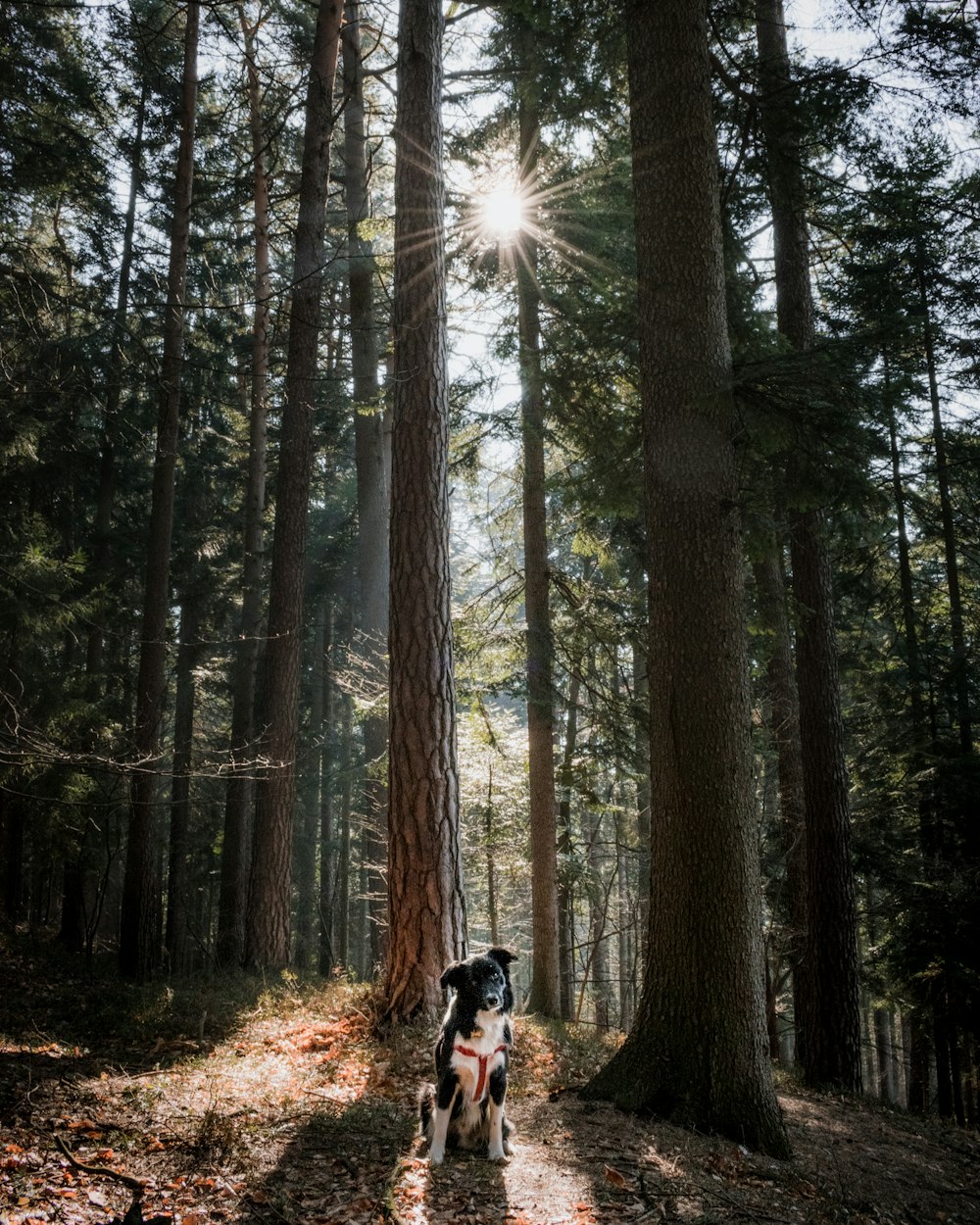 dog surrounded green leafed trees