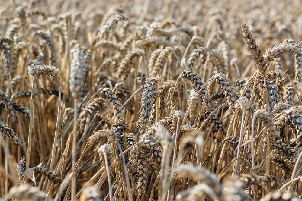 campo di grano bruno