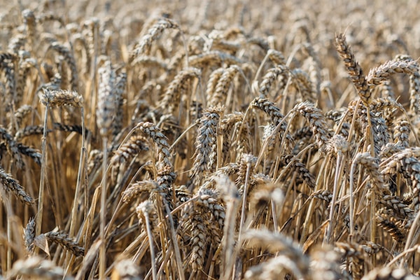 Brown wheat field