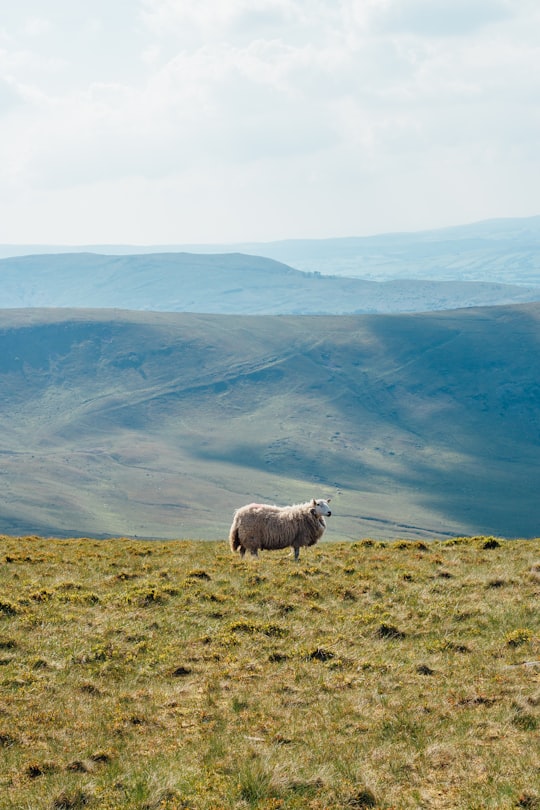 brown sheep on green grass in Brecon Beacons United Kingdom