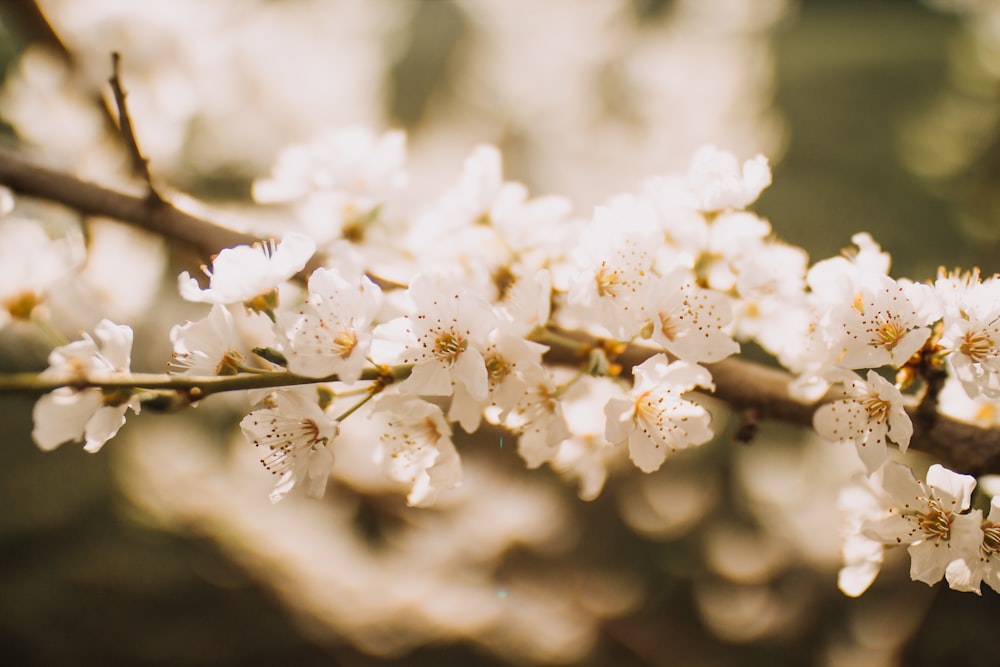 white petaled flower