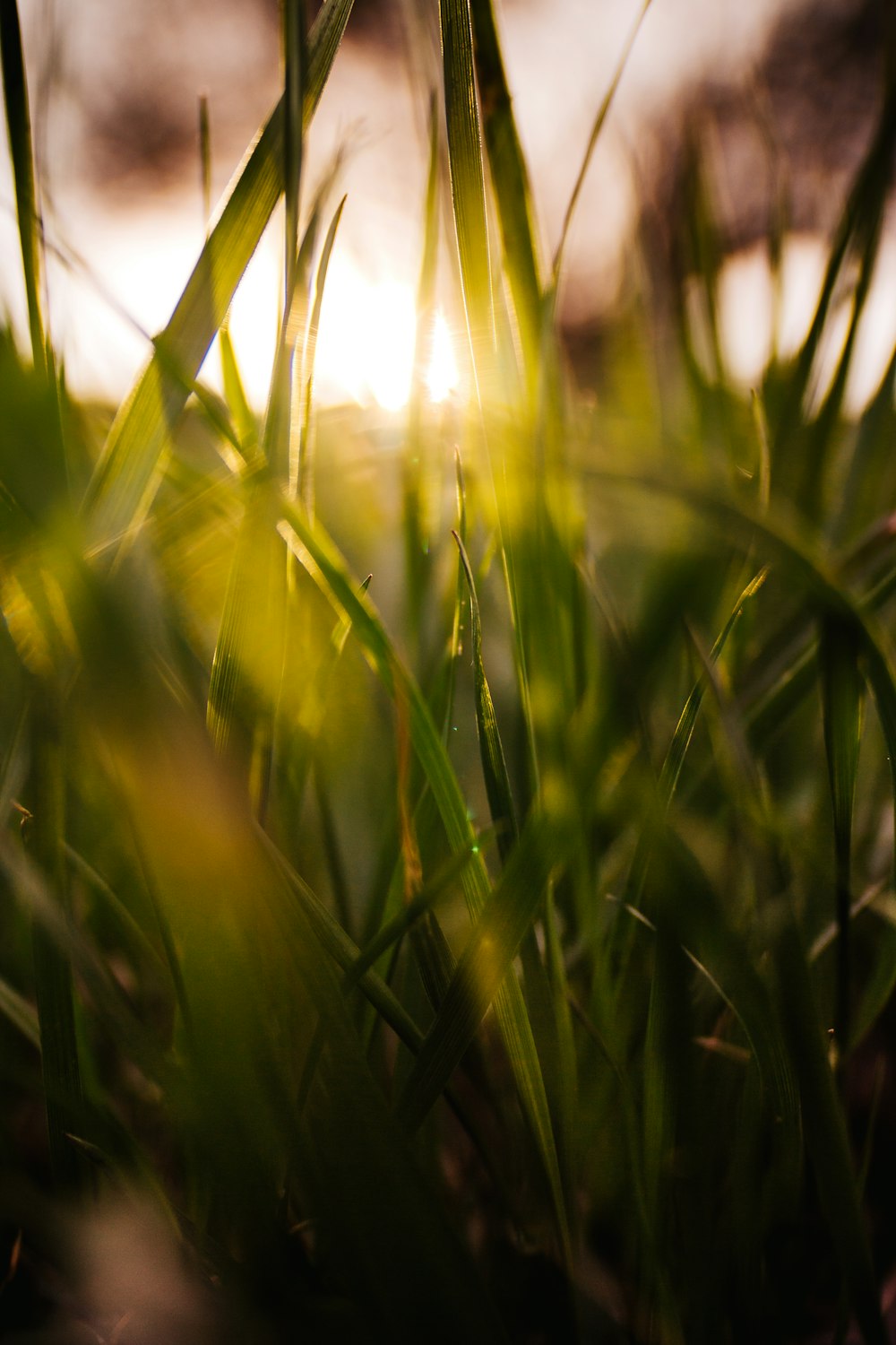 green grass closeup photography