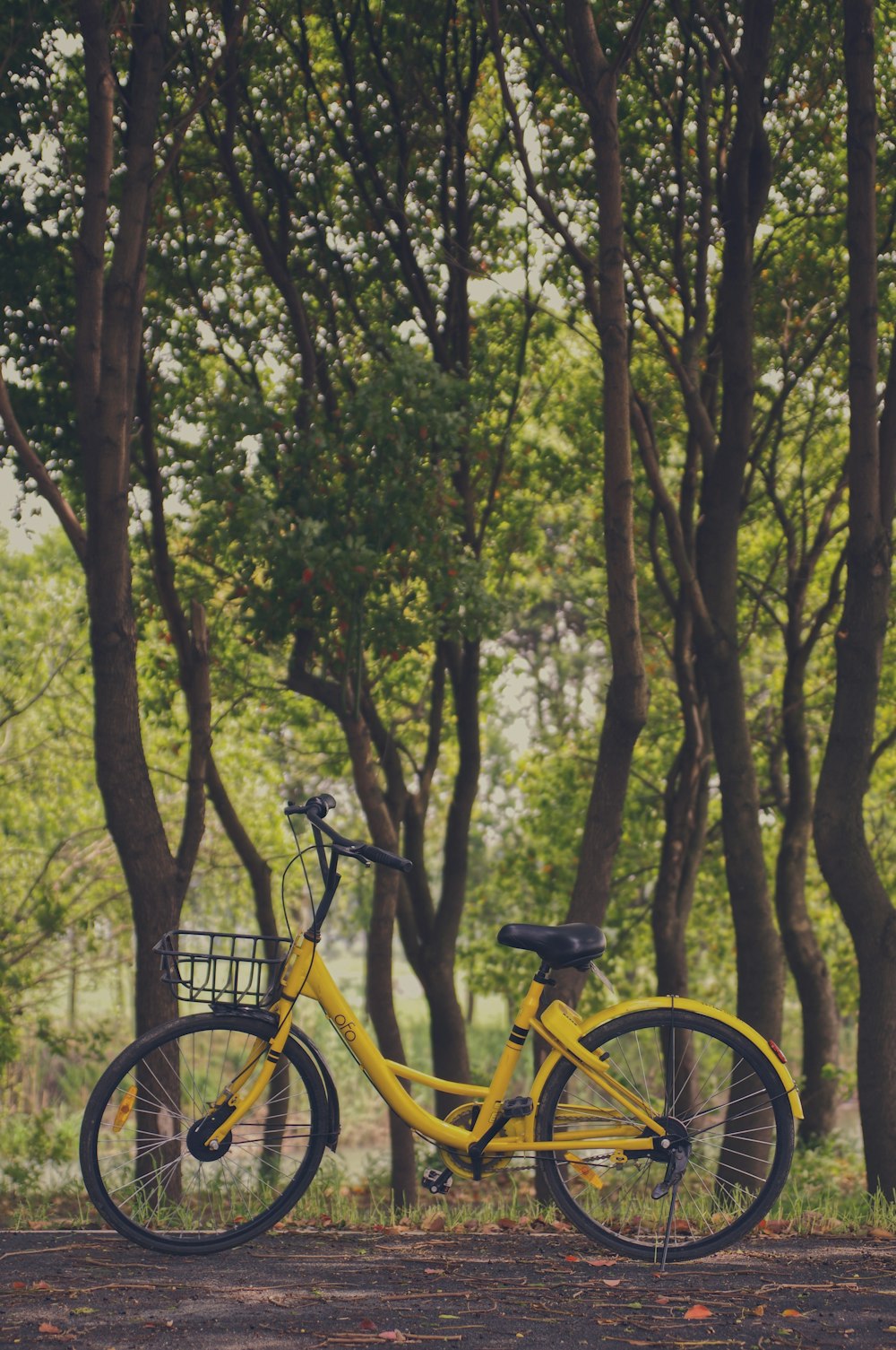 bike parked under tree sheds