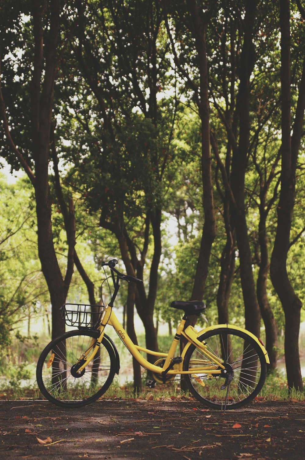 black and yellow city bike near trees at daytime