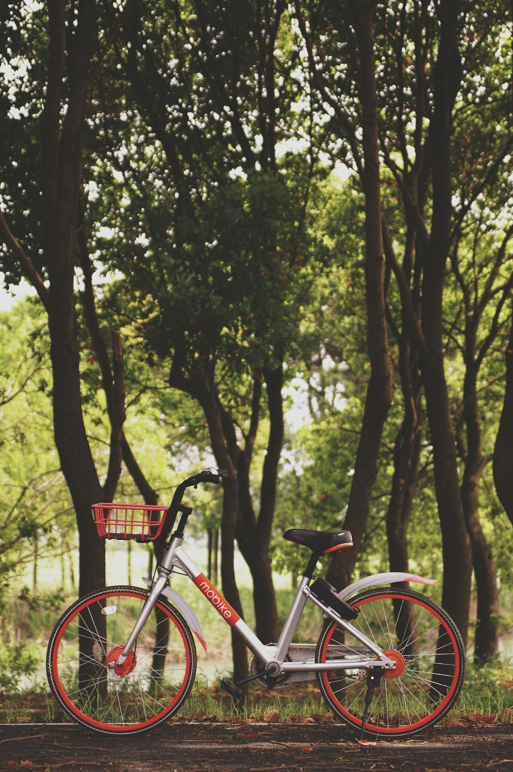 나무 근처에 주차된 자전거 사진