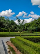 A lush green garden featuring neatly trimmed hedges and palm trees. The sky above is clear and bright blue with scattered white clouds, creating a serene atmosphere. A paved pathway runs alongside the green spaces, accentuating the well-maintained landscape.