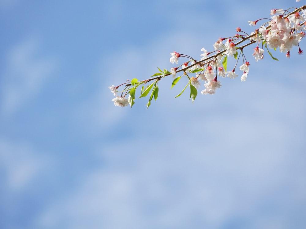 closeup photo of white petaled flowers