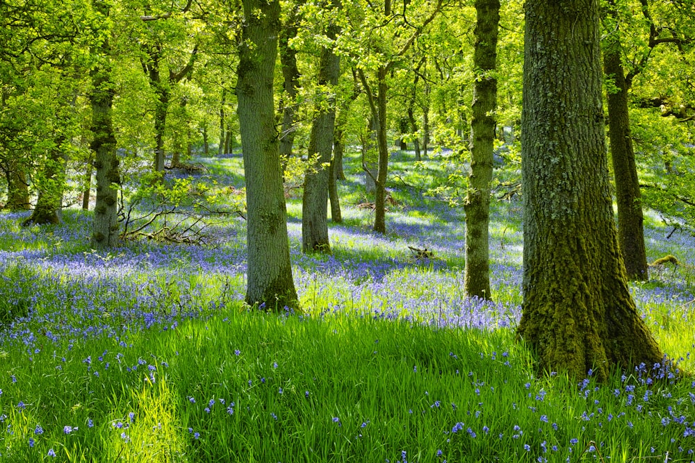 green grasses under trees