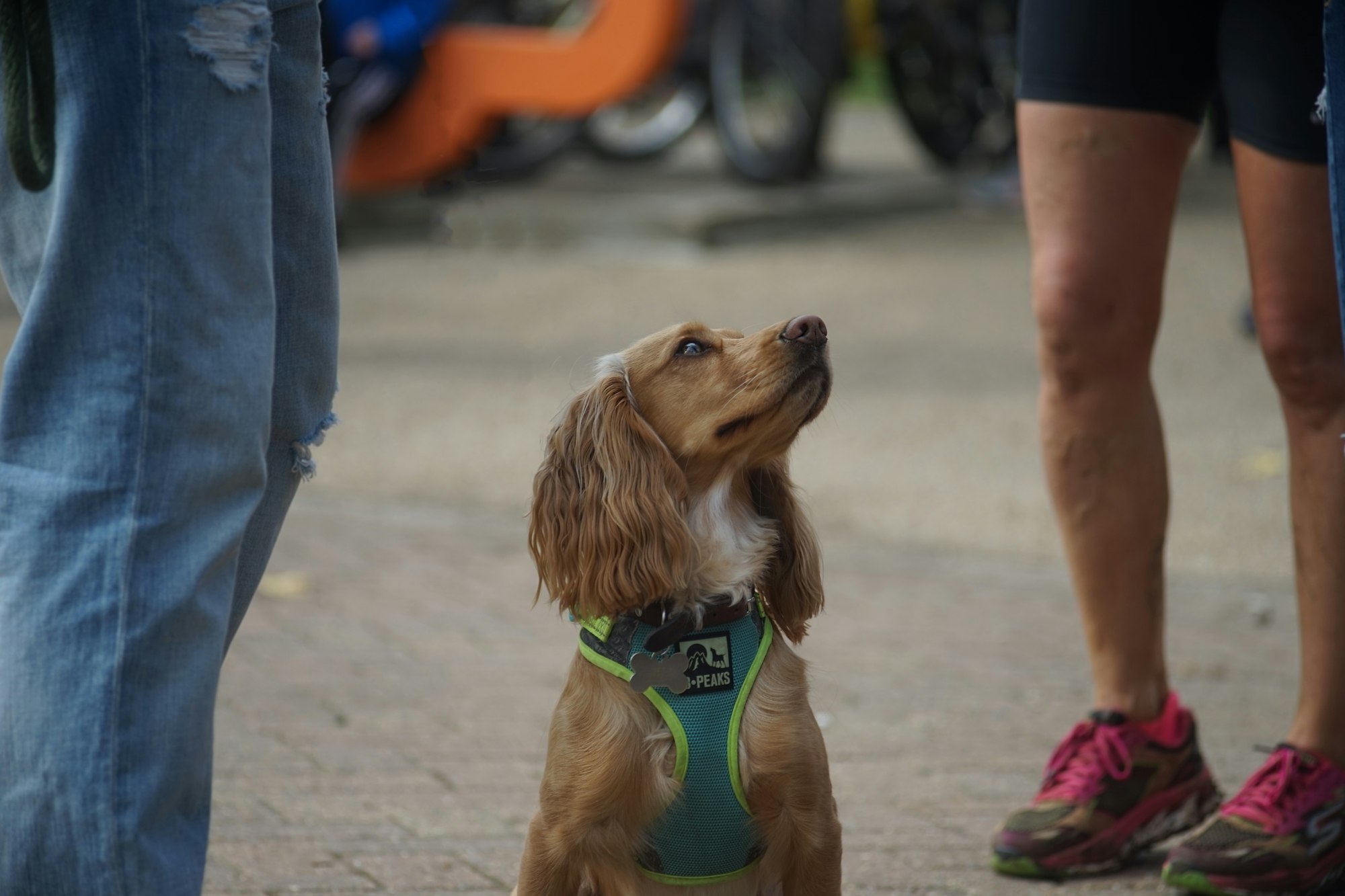 Golden Cocker Spaniel