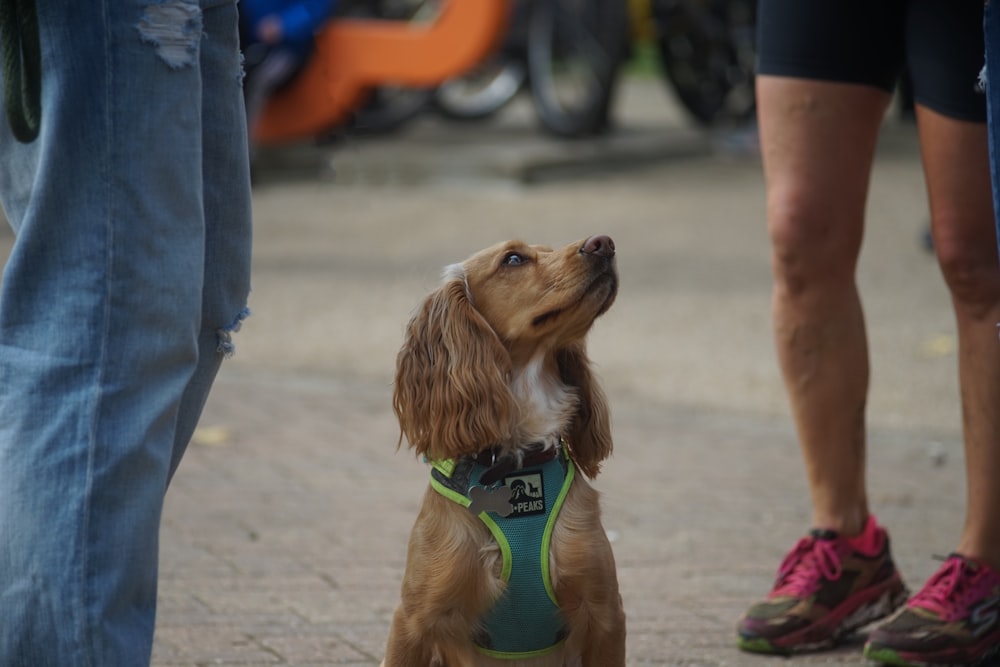 long-coated brown dog looking up on people