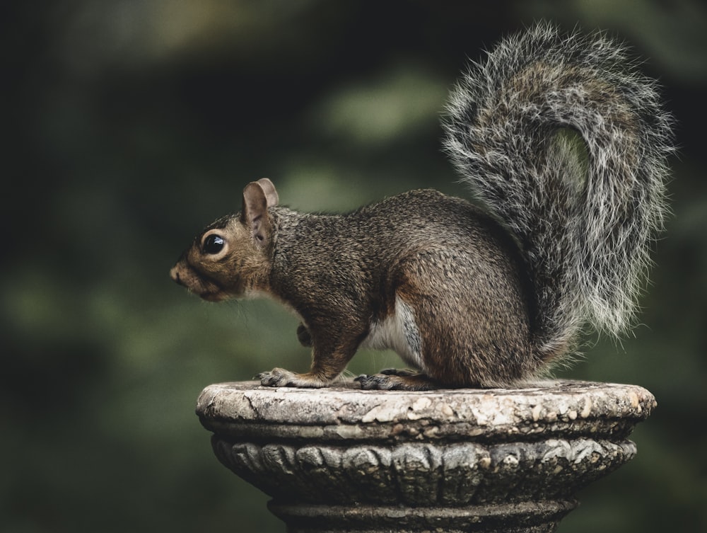 a squirrel is standing on top of a statue