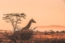 black and white giraffe on brown grass field