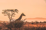 black and white giraffe on brown grass field