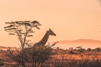 black and white giraffe on brown grass field