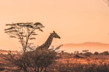 black and white giraffe on brown grass field