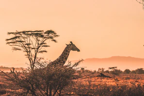 A giraffe standing behind a thorny acacia tree in a golden light landscape