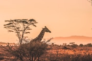 black and white giraffe on brown grass field