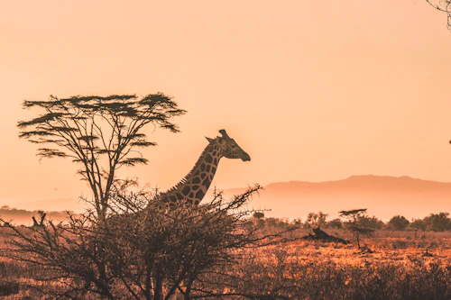 Ethiopia landscape