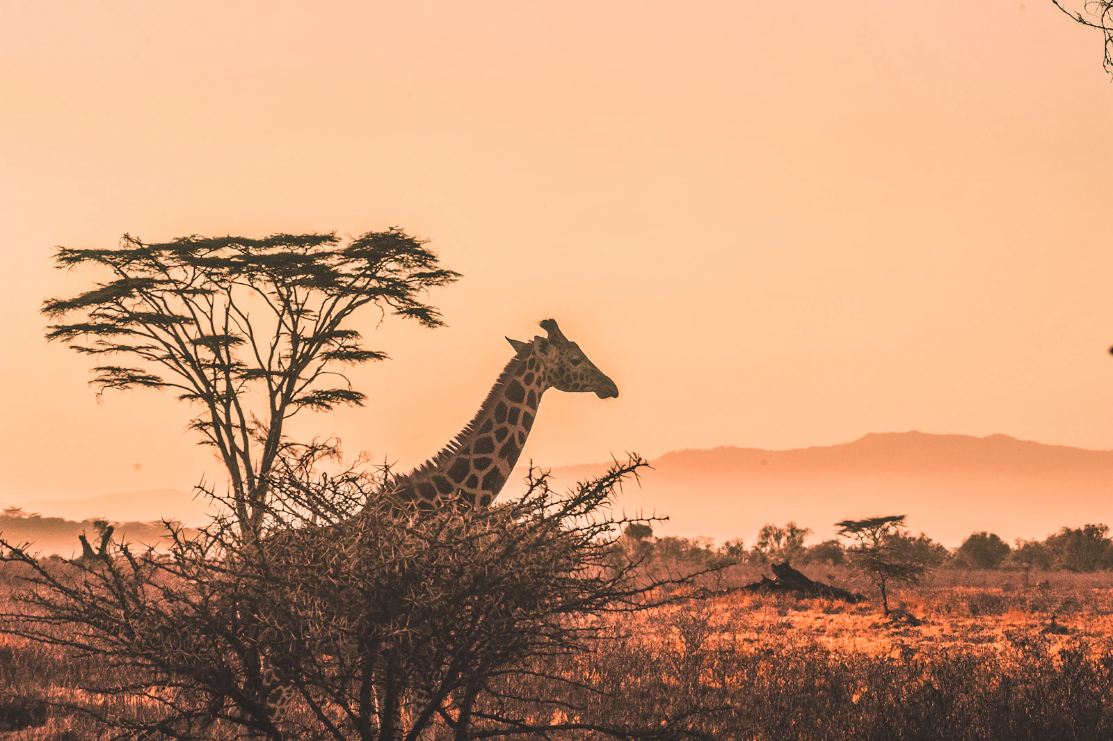 African savanna at golden hour with elephants silhouetted against the sky