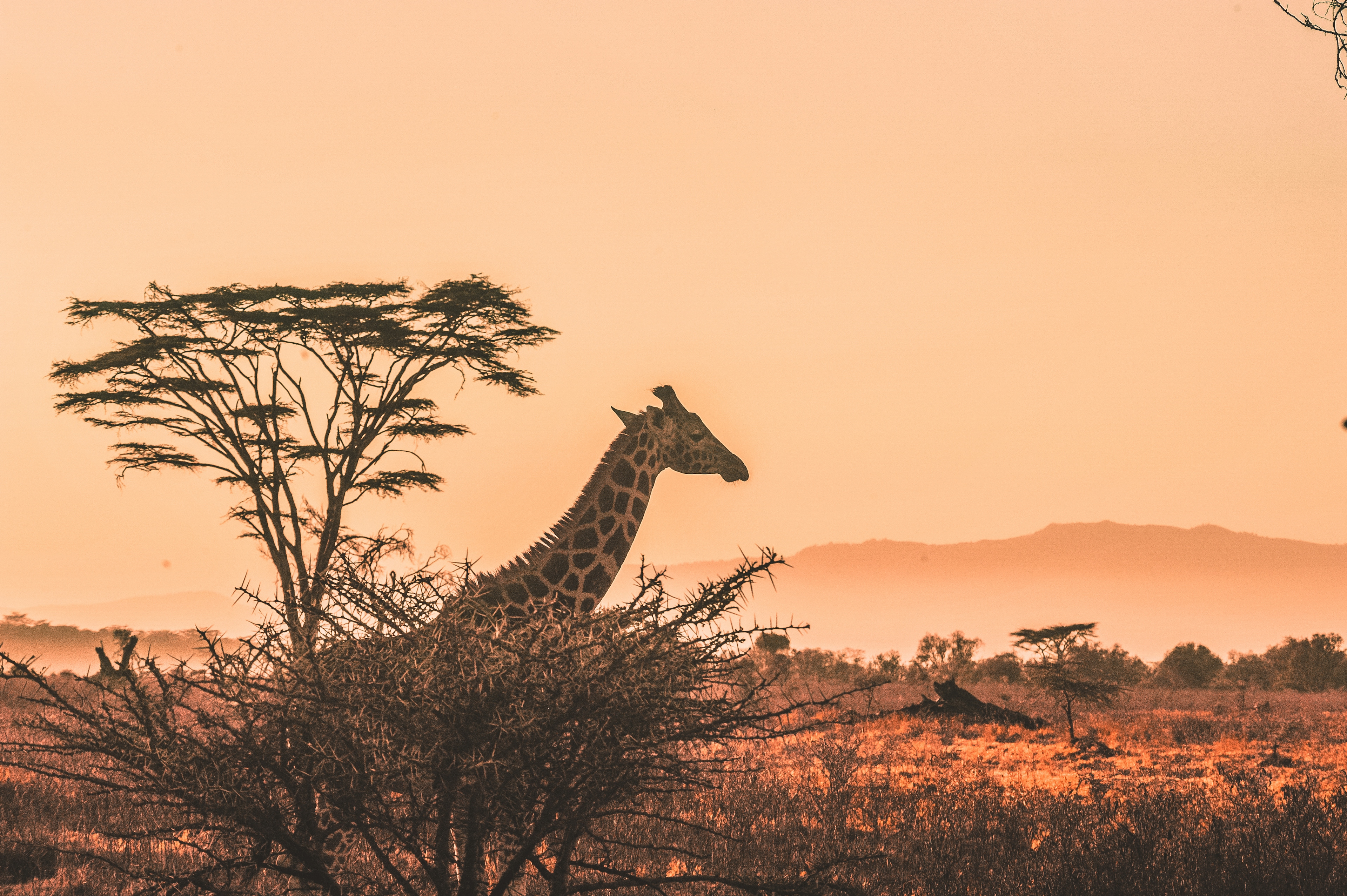 una giraffa al tramonto nella savana - un panorama che si potrebbe osservare durante un safari in kenya