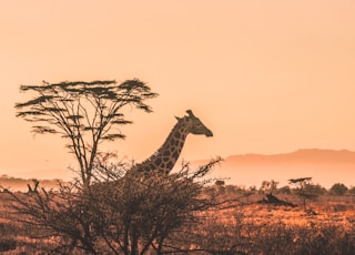 black and white giraffe on brown grass field