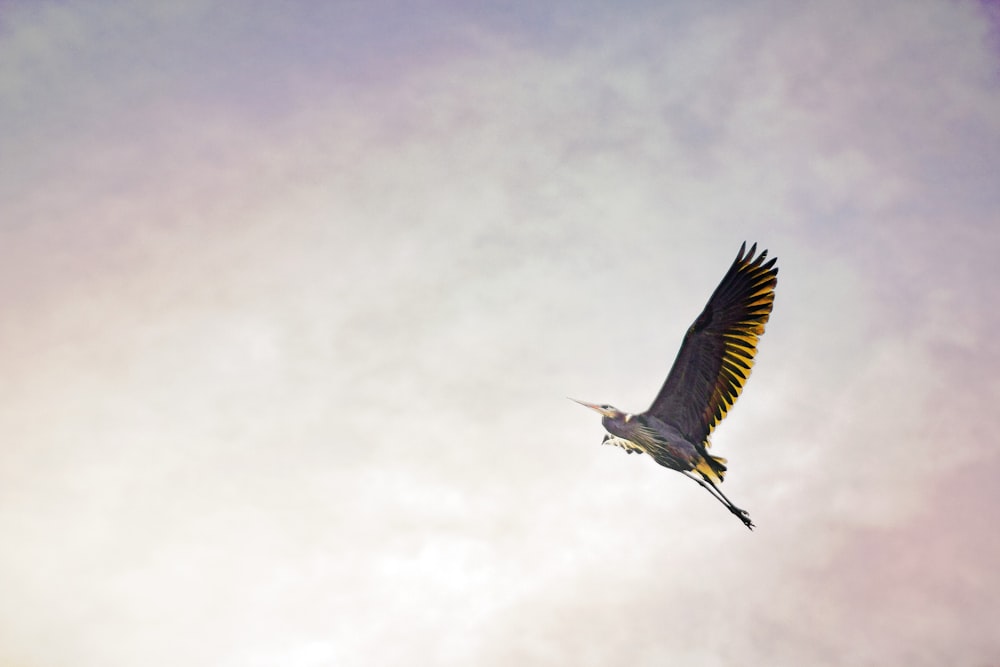 oiseau brun volant