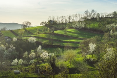 green grass field and trees painting